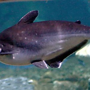 Pangasius Fish