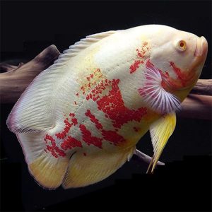 Albino Oscar Fish